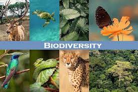 Biodiversity