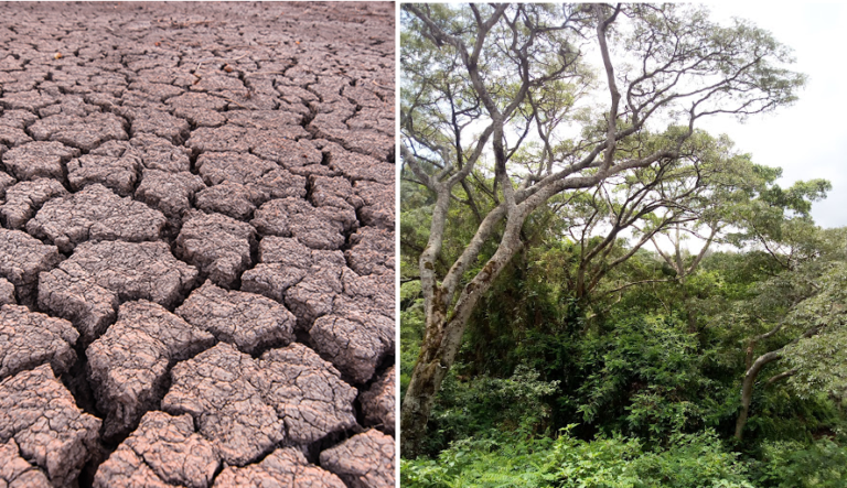 Climate Change or loss of Biodiversity?