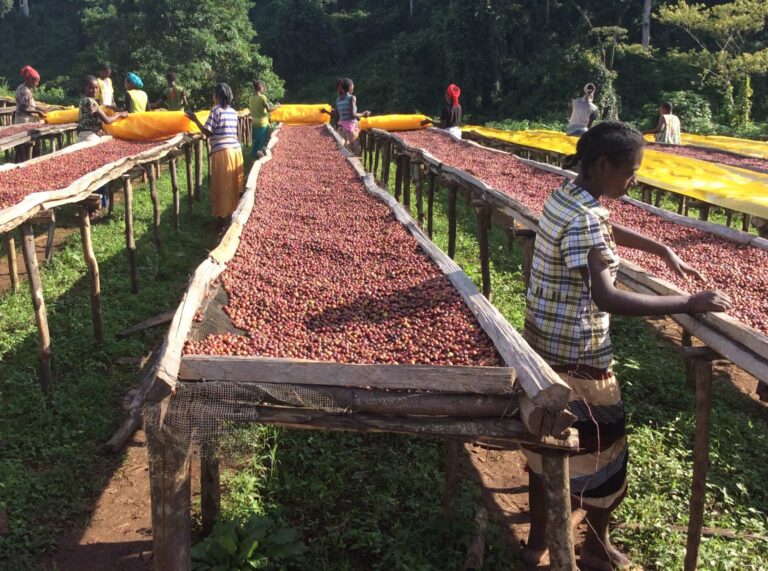 Coffee and Sustainability. A Global Context.