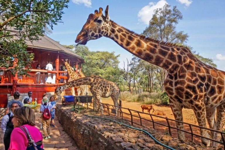 The Giraffe Centre