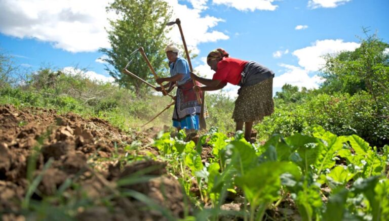 The Benefits of Agricultural Biodiversity in Kenya