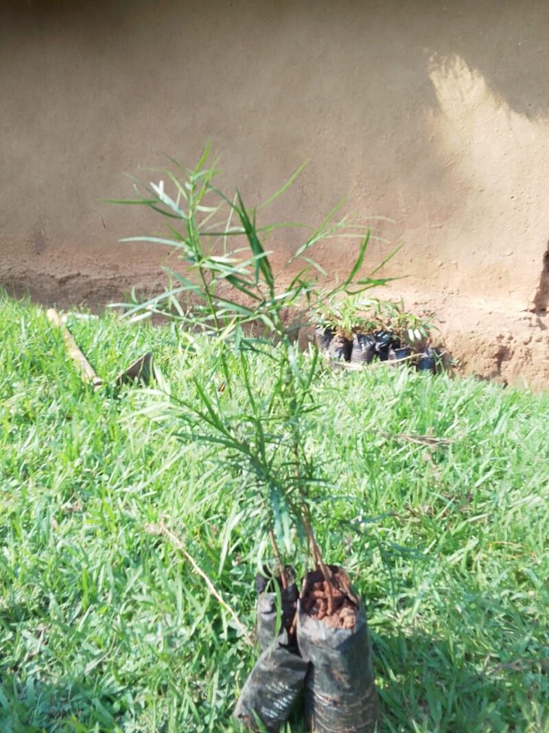 Podocarpus latifolius