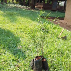 Podocarpus latifolius