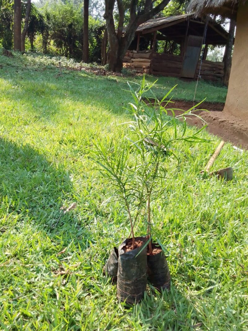 Podocarpus latifolius