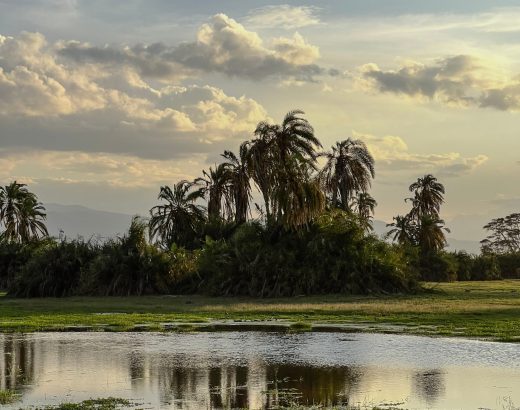 Wetland